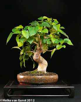 Ficus religiosa